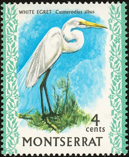 White Egret (Casmerodius alba)