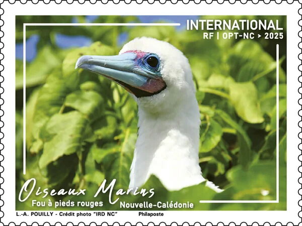 Red-Footed Booby (Sula sula)