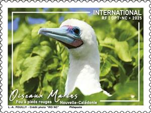Stamp, Red-Footed Booby (Sula sula), New Caledonia,  , Birds