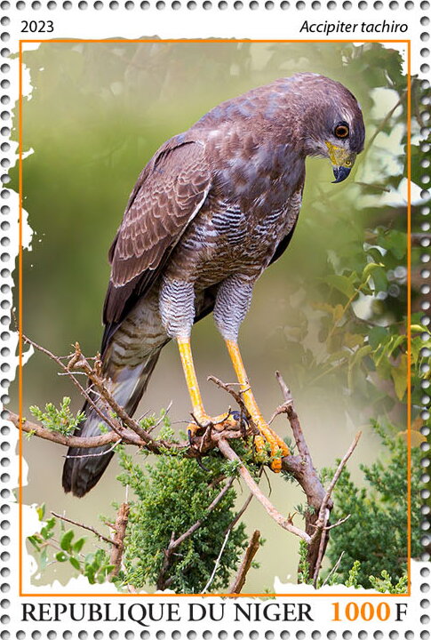 Accipiter tachiro