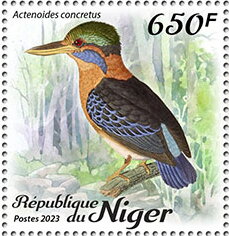 Actenoides concretus