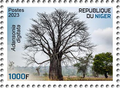 Adansonia digitata