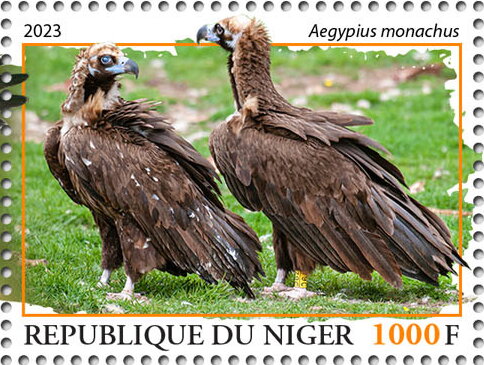 Aegypius monachus