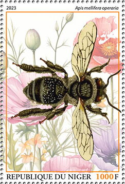Apis mellifera operaria