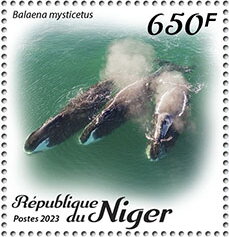 Balaena mysticetus