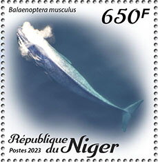 Balaenoptera musculus