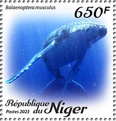 Balaenoptera musculus