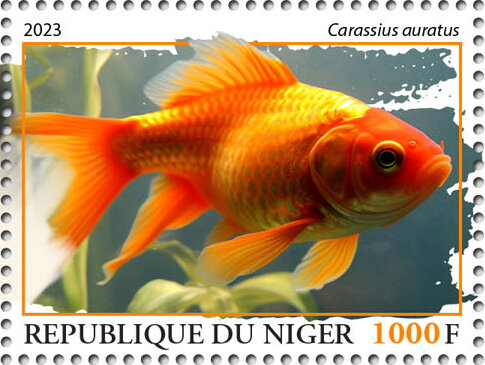 Carassius auratus