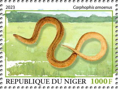 Carphophis amoenus