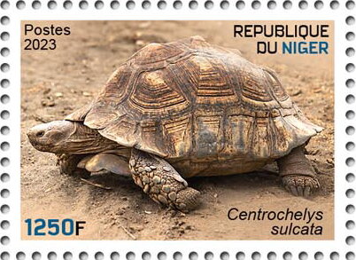Centrochelys sulcata