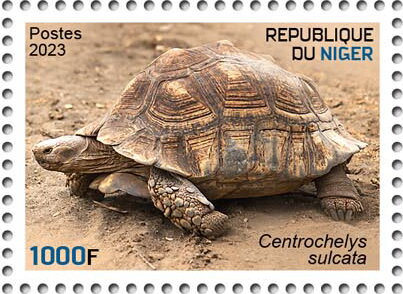 Centrochelys sulcata