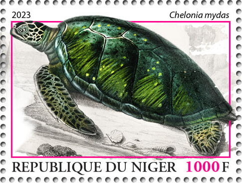 Chelonia mydas