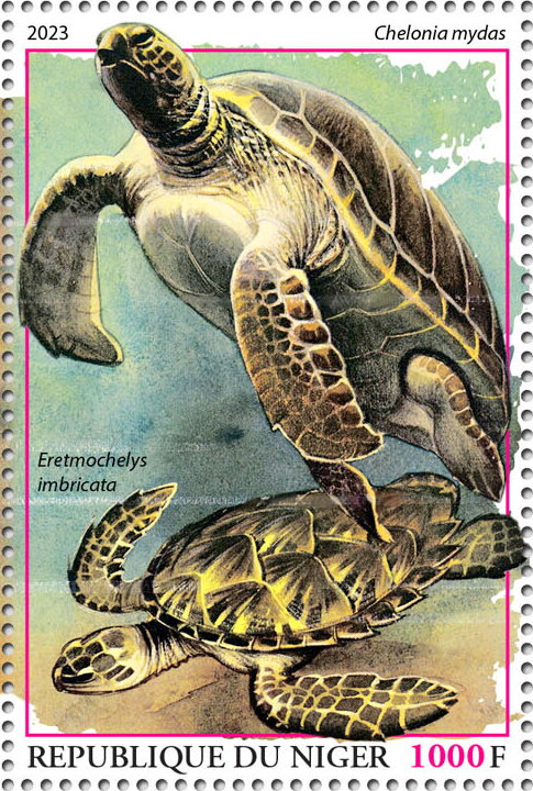 Chelonia mydas, Eretmochelys imbricata
