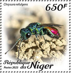Chrysura refulgens