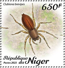 Clubiona brevipes