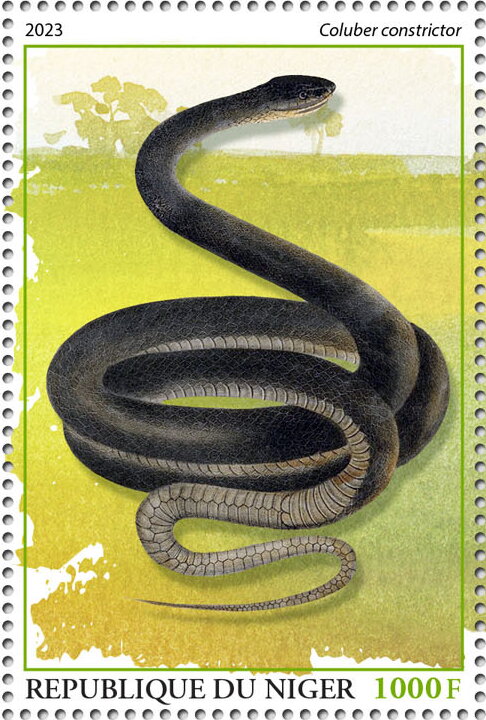 Coluber constrictor