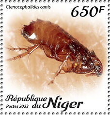 Ctenocephalides canis