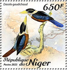 Dacelo gaudichaud