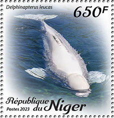 Delphinapterus leucas