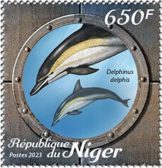 Delphinus delphis
