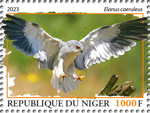 Elanus caeruleus