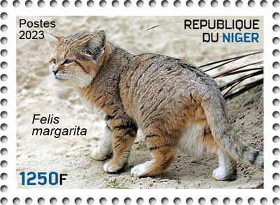 Felis margarita