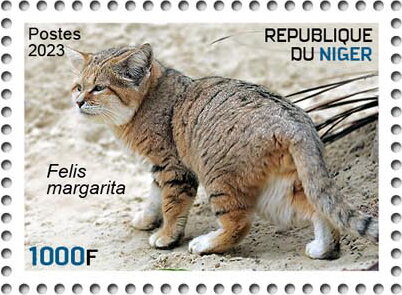 Felis margarita
