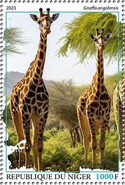 Giraffa angolensis