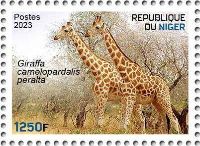 Giraffa camelopardalis peralta