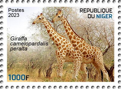 Giraffa camelopardalis peralta