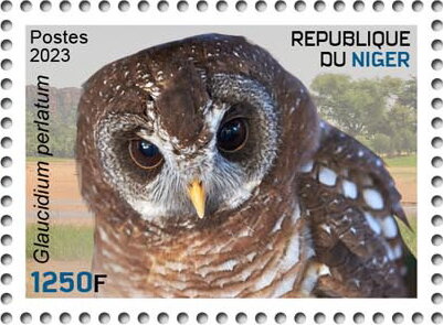 Glaucidium perlatum