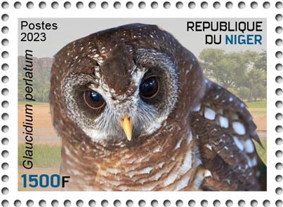 Glaucidium perlatum