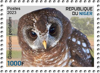 Glaucidium perlatum