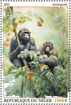 Gorilla gorilla