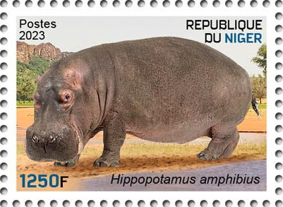 Hippopotamus amphibius