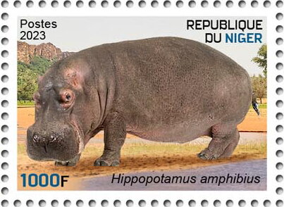 Hippopotamus amphibius