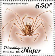 Homolochunia valdiviae