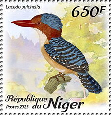 Lacedo pulchella