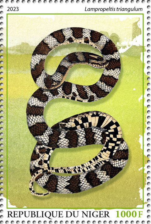 Lampropeltis triangulum
