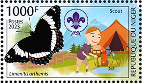 Limenitis arthemis