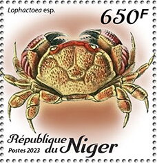 Lophactoea esp.