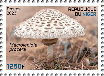 Macrolepiota procera
