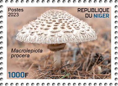 Macrolepiota procera