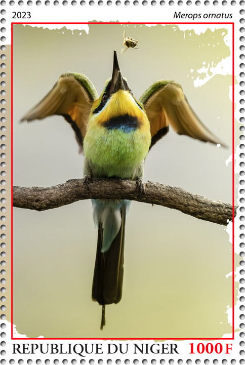 Merops ornatus