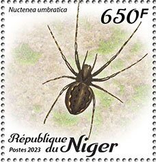 Nuctenea umbratica