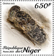 Oestrus ovis
