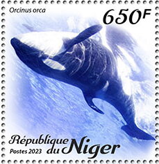 Orcinus orca