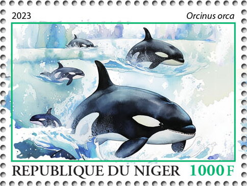 Orcinus orca