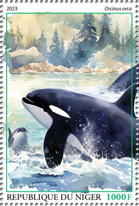 Orcinus orca