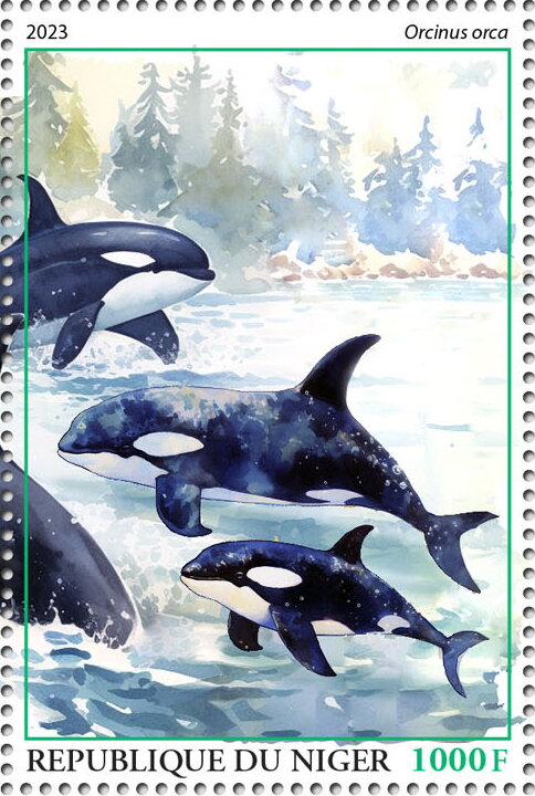 Orcinus orca